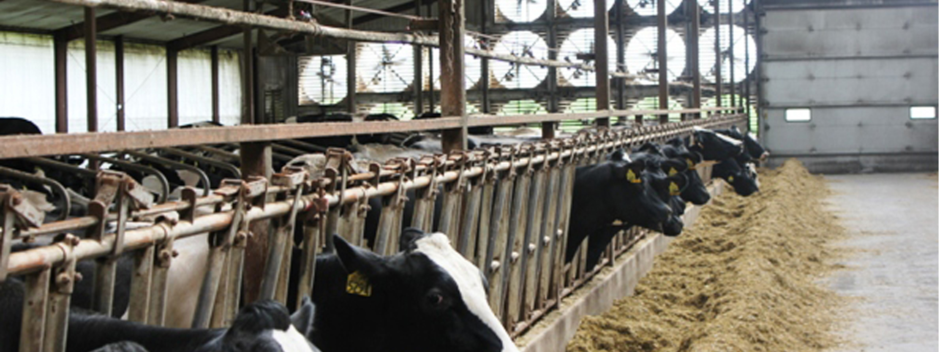 Dairy fans DXP