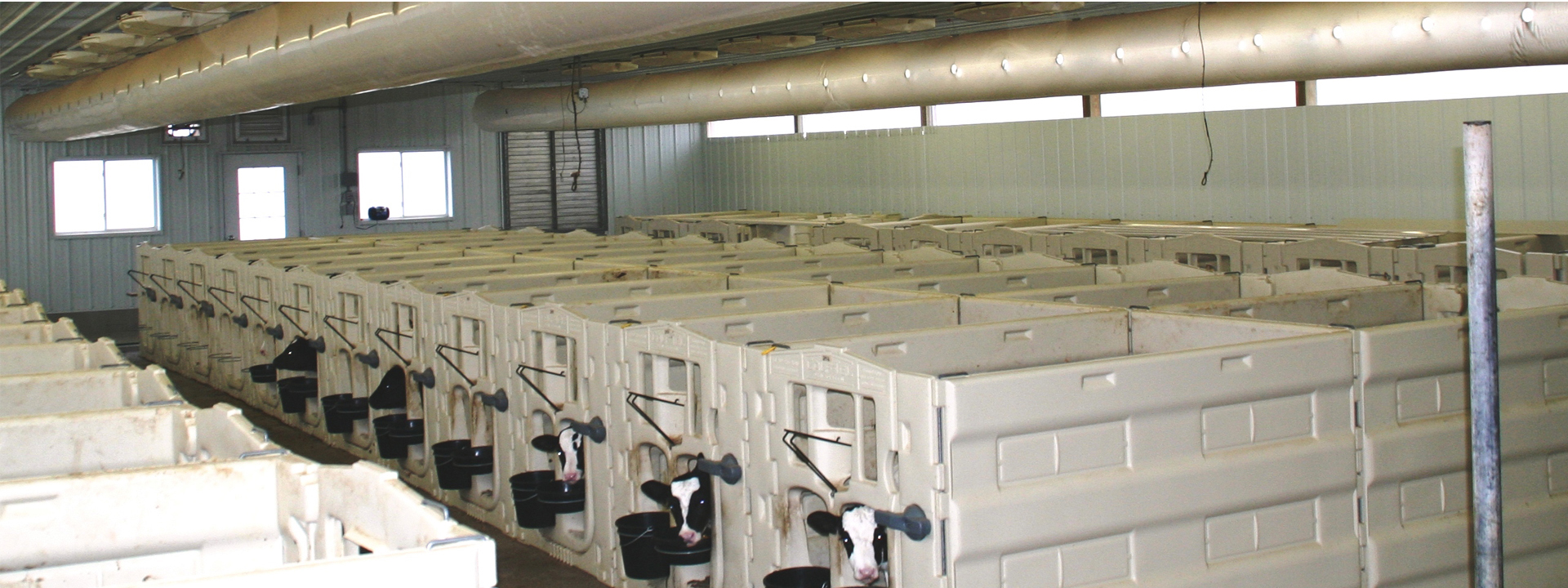 Dairy calf RC fanjet